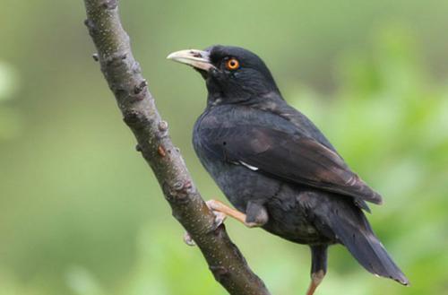 搞笑八哥爆料视频大全集,爆笑集结!搞笑八哥视频大全集笑料盘点 第2张 搞笑八哥爆料视频大全集,爆笑集结!搞笑八哥视频大全集笑料盘点 第2张