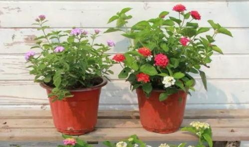 机界战队爆料视频大全最新,揭秘最新科幻动作剧集幕后花絮  第3张